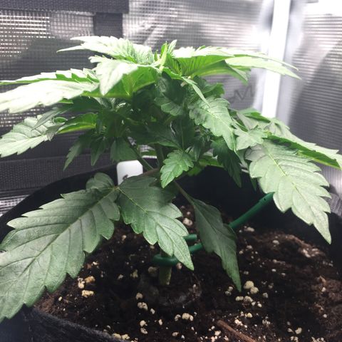 Godzilla Cookies Auto 2022 growlog photo: 14.5cm