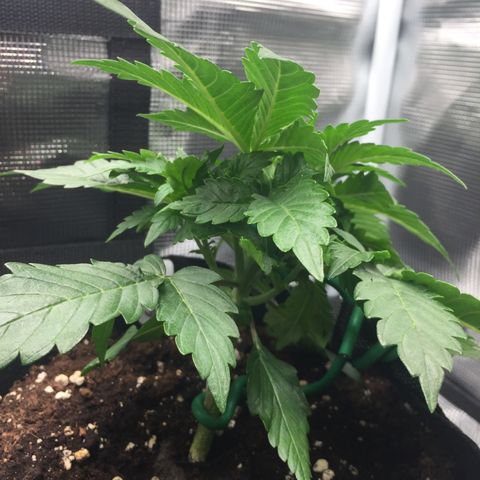 Godzilla Cookies Auto 2022 growlog photo: Post-LST