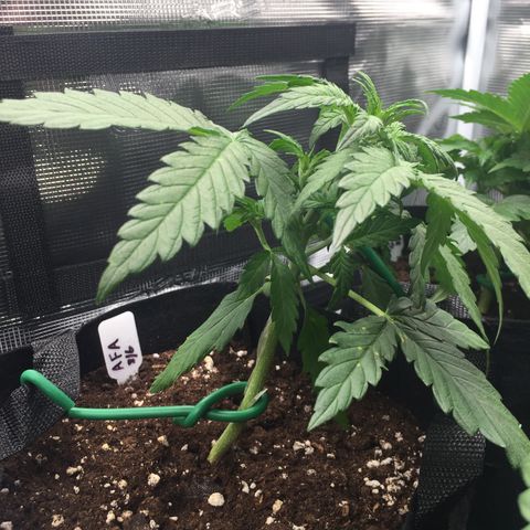 Ape Fruit Auto 2022 growlog photo: Post-LST