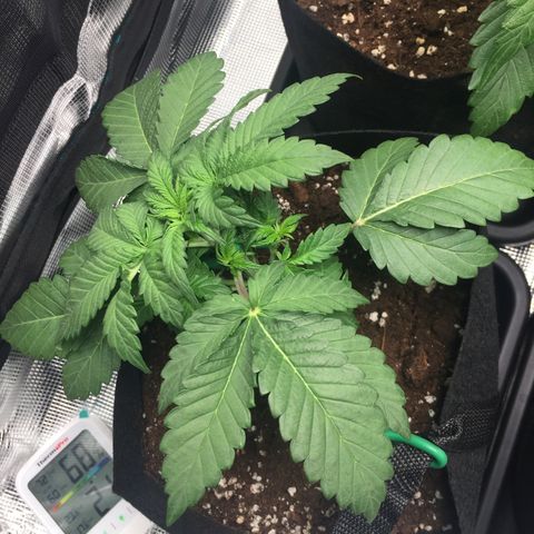 Purple Chill Auto 2022 growlog photo: Post-LST