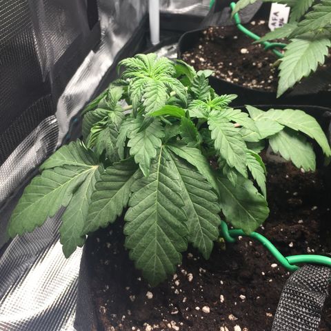 Purple Chill Auto 2022 growlog photo: Raised light to 61cm from canopy