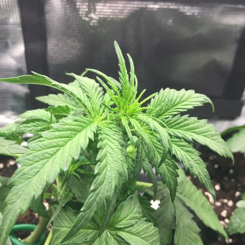 Ape Fruit Auto 2022 growlog photo: Tightened LST, tucked fan leaves, raised light to 54cm (21.2in from canopy)