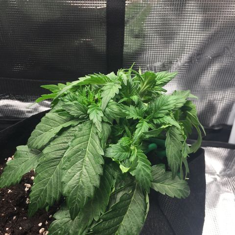 Godzilla Cookies Auto 2022 growlog photo: Tightened LST, tucked more, raised light to 58cm (22.8cm) above canopy