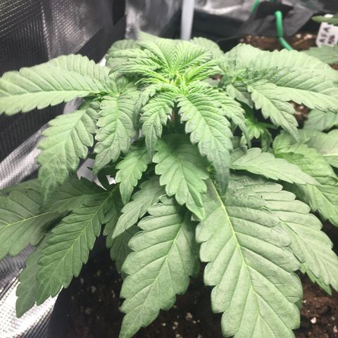 Purple Chill Auto 2022 growlog photo: No pistils yet