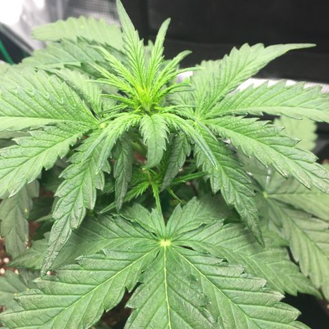 Ape Fruit Auto 2022 growlog photo: Early flower!