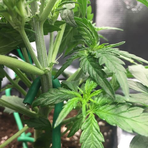Ape Fruit Auto 2022 growlog photo: Flower pistils!