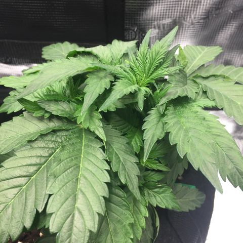 Godzilla Cookies Auto 2022 growlog timeline photo