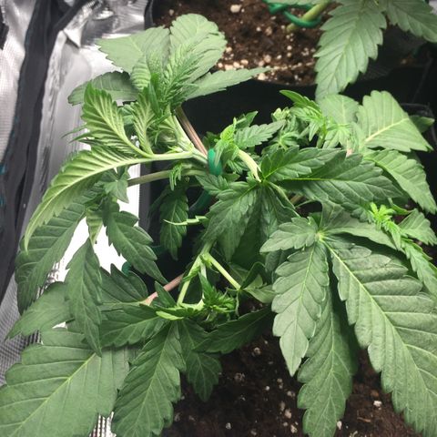 Purple Chill Auto 2022 growlog photo: Tucking and increasing LST