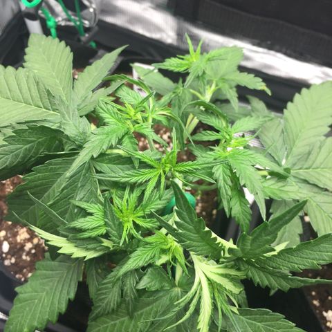 Ape Fruit Auto 2022 growlog photo: LST/tucking — am I doing it right?