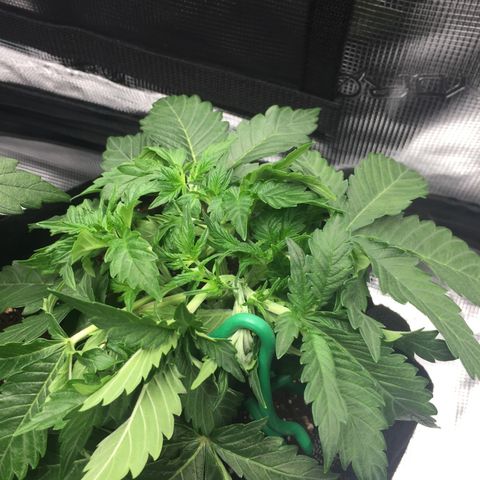 Godzilla Cookies Auto 2022 growlog photo: LST/tucking — how is it?