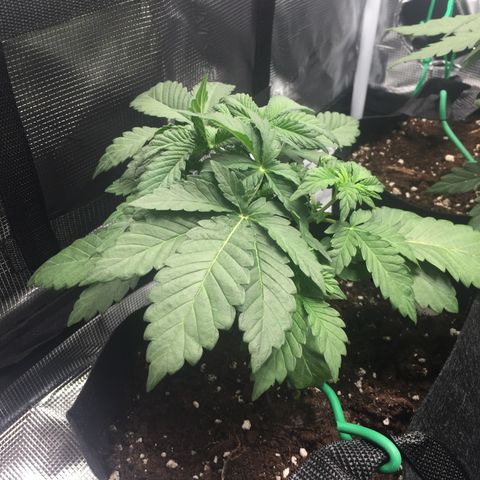 Purple Chill Auto 2022 growlog timeline photo