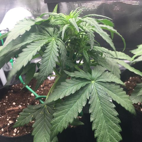 Ape Fruit Auto 2022 growlog timeline photo