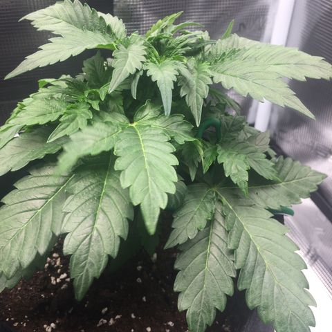 Godzilla Cookies Auto 2022 growlog timeline photo