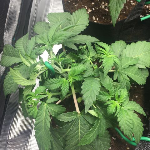 Purple Chill Auto 2022 growlog photo: Post-LST