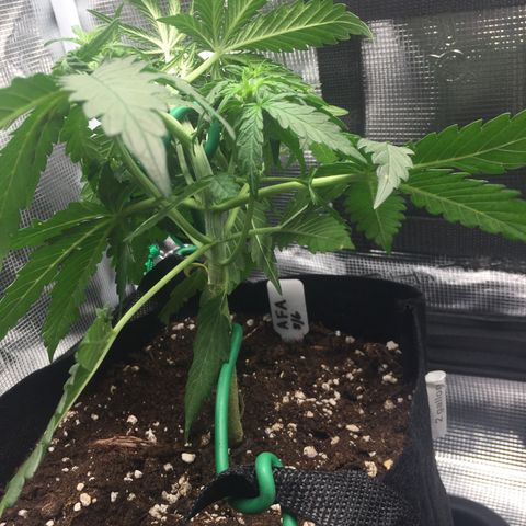 Ape Fruit Auto 2022 growlog photo: Post-LST
