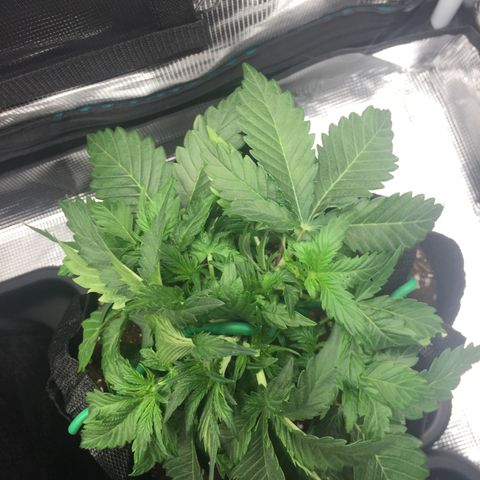 Godzilla Cookies Auto 2022 growlog photo: Post-LST