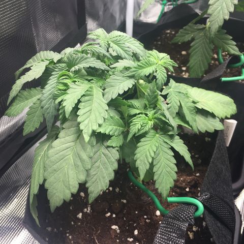 Purple Chill Auto 2022 growlog timeline photo