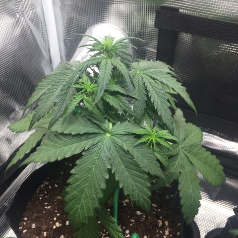 Ape Fruit Auto 2022 growlog timeline photo