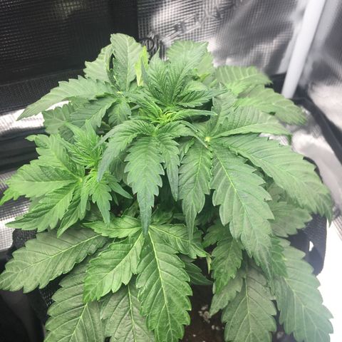 Godzilla Cookies Auto 2022 growlog timeline photo