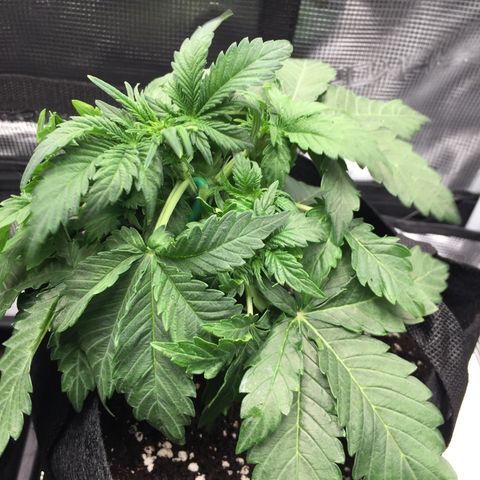 Godzilla Cookies Auto 2022 growlog timeline photo