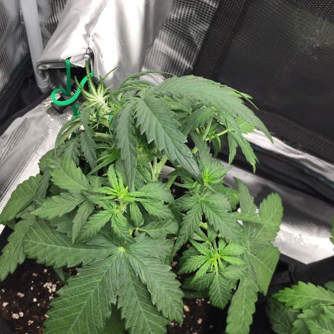 Ape Fruit Auto 2022 growlog timeline photo