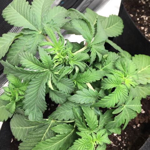 Purple Chill Auto 2022 growlog timeline photo