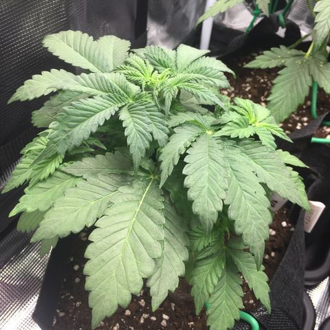 Purple Chill Auto 2022 growlog photo: DLI 27.6 at canopy