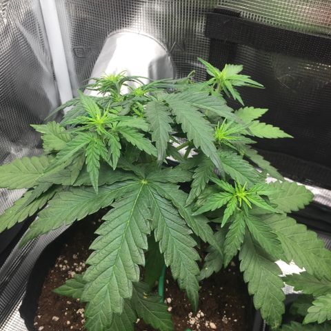 Ape Fruit Auto 2022 growlog photo: DLI 31.4 at canopy