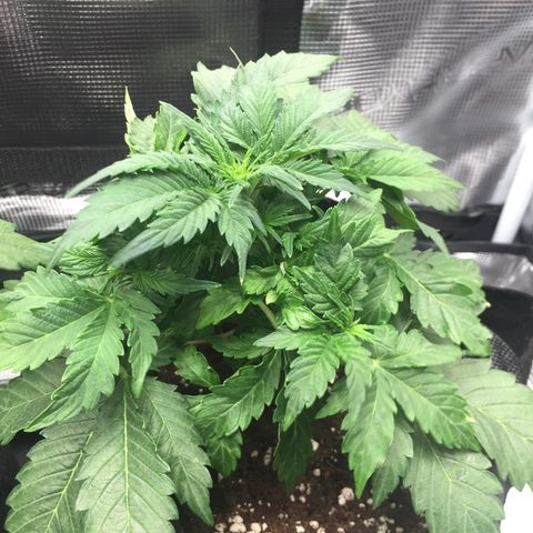 Godzilla Cookies Auto 2022 growlog photo: DLI 28.2 at canopy