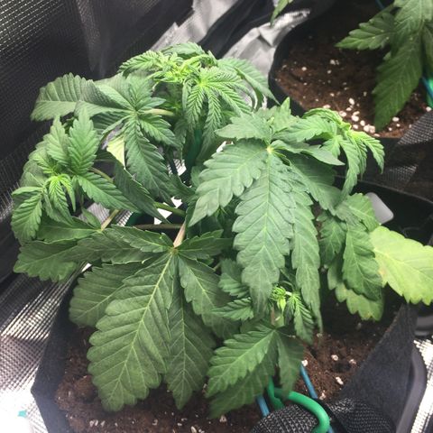 Purple Chill Auto 2022 growlog timeline photo