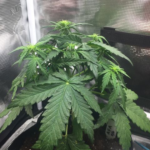 Ape Fruit Auto 2022 growlog timeline photo
