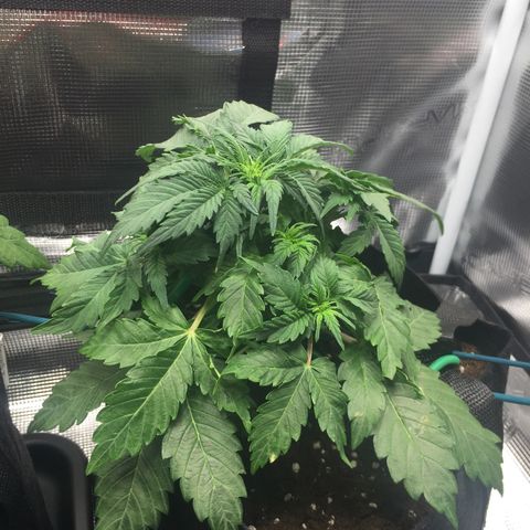 Godzilla Cookies Auto 2022 growlog timeline photo