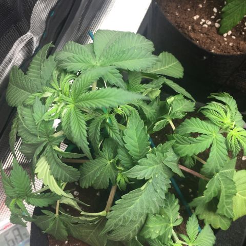 Purple Chill Auto 2022 growlog timeline photo