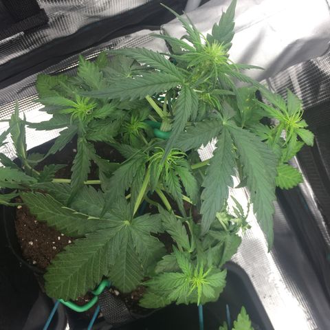 Ape Fruit Auto 2022 growlog timeline photo