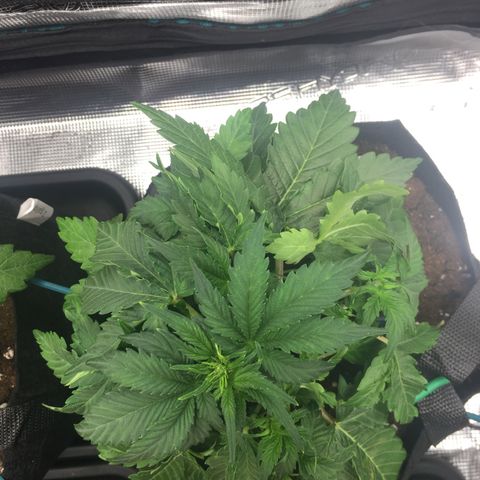 Godzilla Cookies Auto 2022 growlog timeline photo