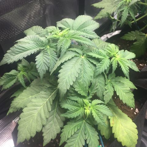 Purple Chill Auto 2022 growlog photo: 17cm root to canopy