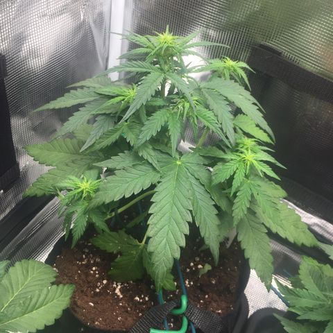 Ape Fruit Auto 2022 growlog photo: 24cm