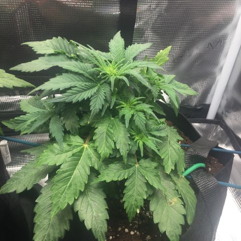 Godzilla Cookies Auto 2022 growlog photo: 18cm