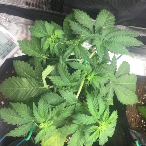 Purple Chill Auto 2022 growlog photo: Post-tuck