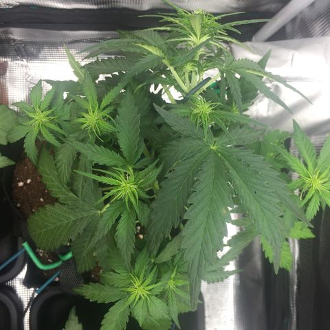 Ape Fruit Auto 2022 growlog photo: Post-tuck