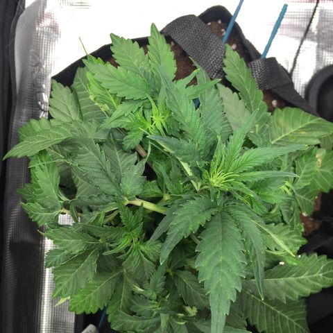 Godzilla Cookies Auto 2022 growlog photo: Post-tuck jazz cabbage