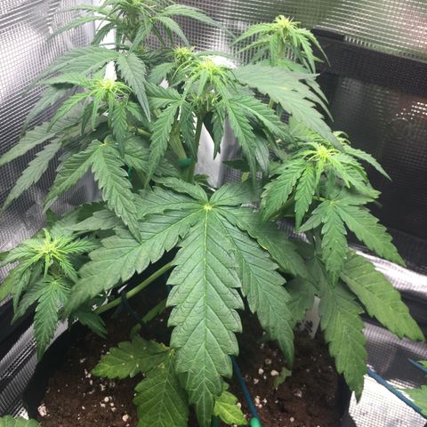 Ape Fruit Auto 2022 growlog timeline photo