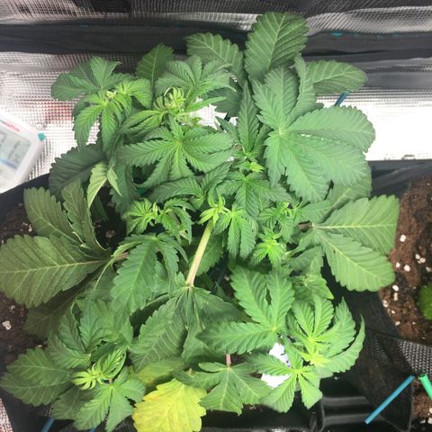 Purple Chill Auto 2022 growlog timeline photo