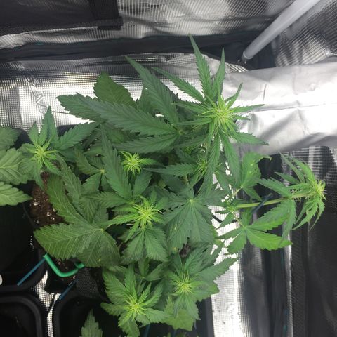 Ape Fruit Auto 2022 growlog timeline photo