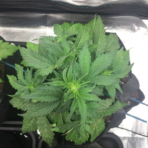 Godzilla Cookies Auto 2022 growlog timeline photo