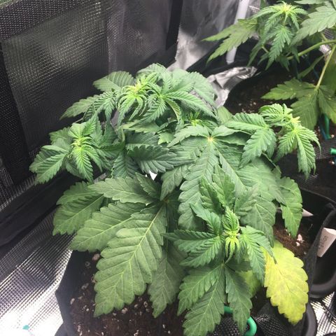 Purple Chill Auto 2022 growlog timeline photo