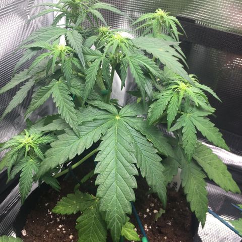 Ape Fruit Auto 2022 growlog timeline photo