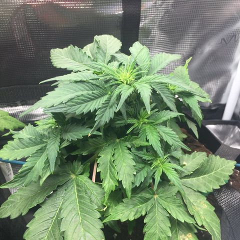 Godzilla Cookies Auto 2022 growlog timeline photo