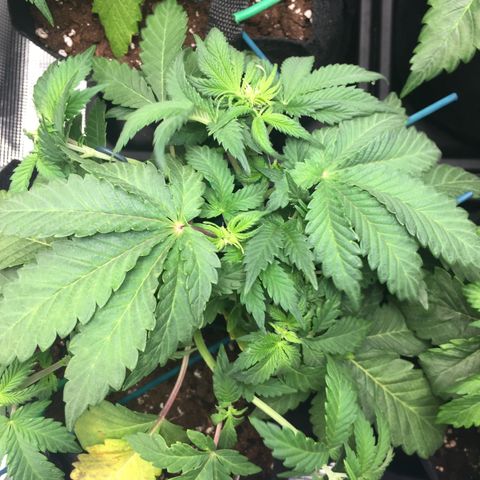 Purple Chill Auto 2022 growlog timeline photo