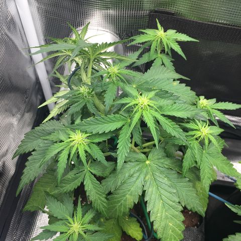 Ape Fruit Auto 2022 growlog timeline photo
